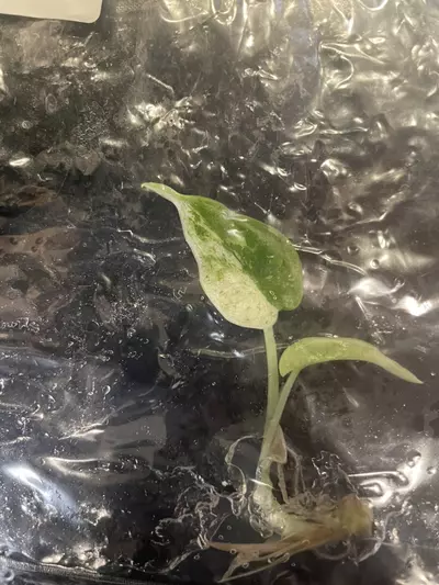 plant/Alocasia Dragon Scale Mint tissue culture-0-thumbnail
