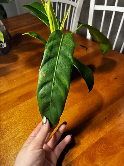 plant/Patriciae-1-thumbnail