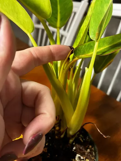 plant/Calkin’s Gold-5-thumbnail