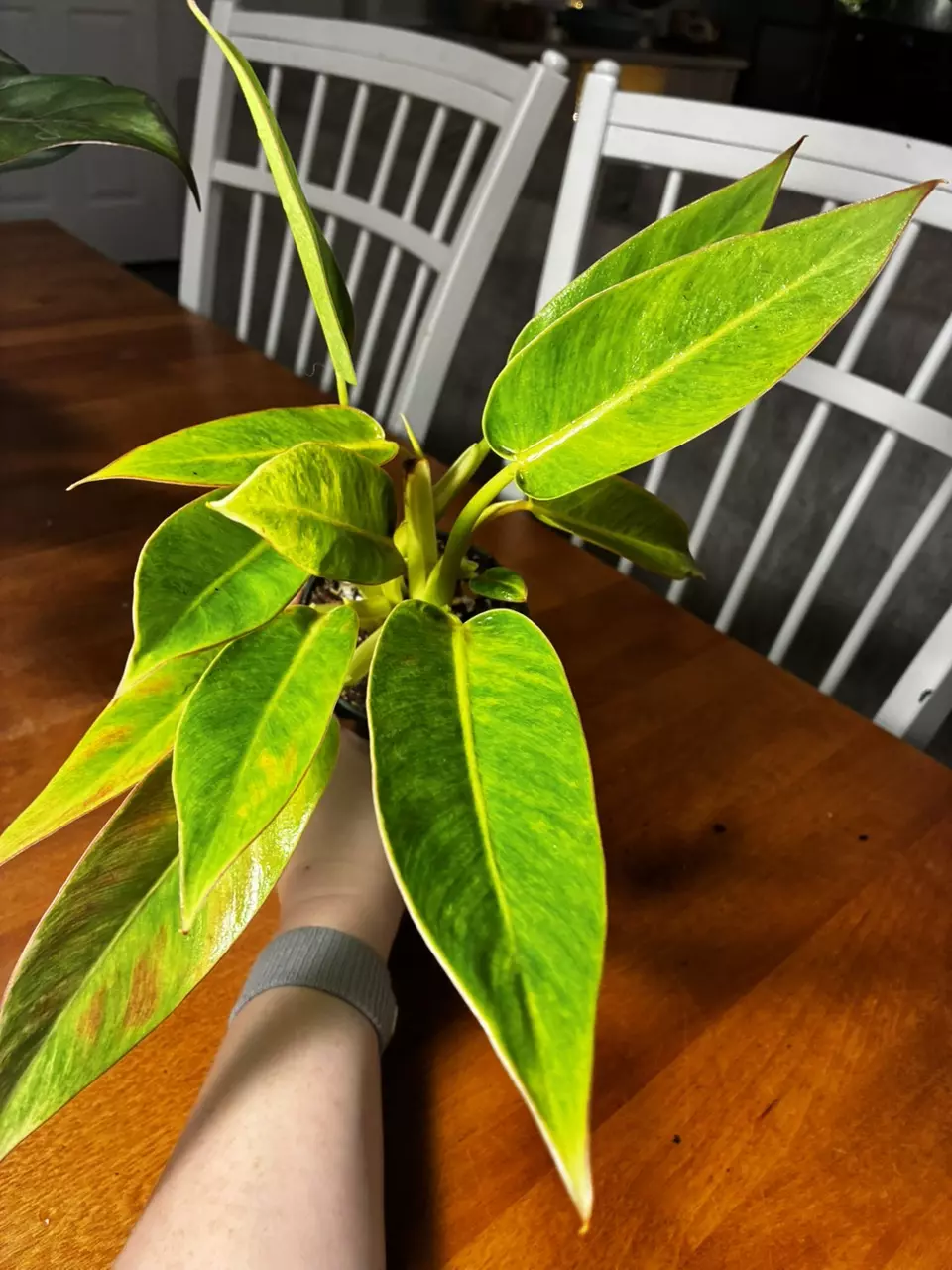 plant/Calkin’s Gold-1