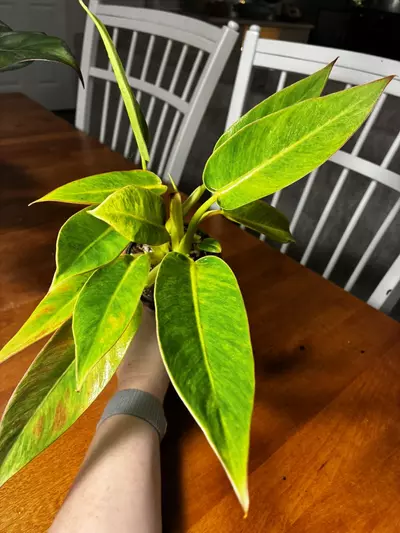 plant/Calkin’s Gold-1-thumbnail