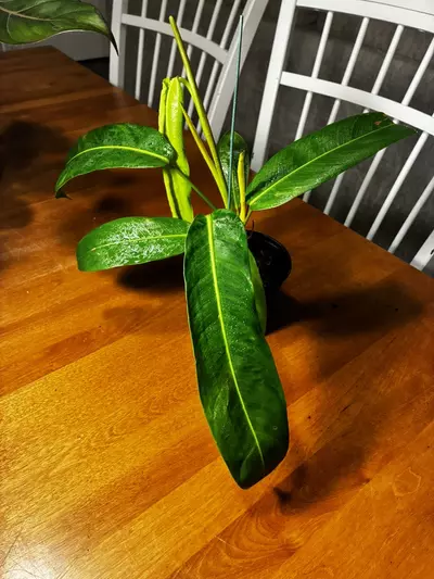 plant/Patriciae-3-thumbnail