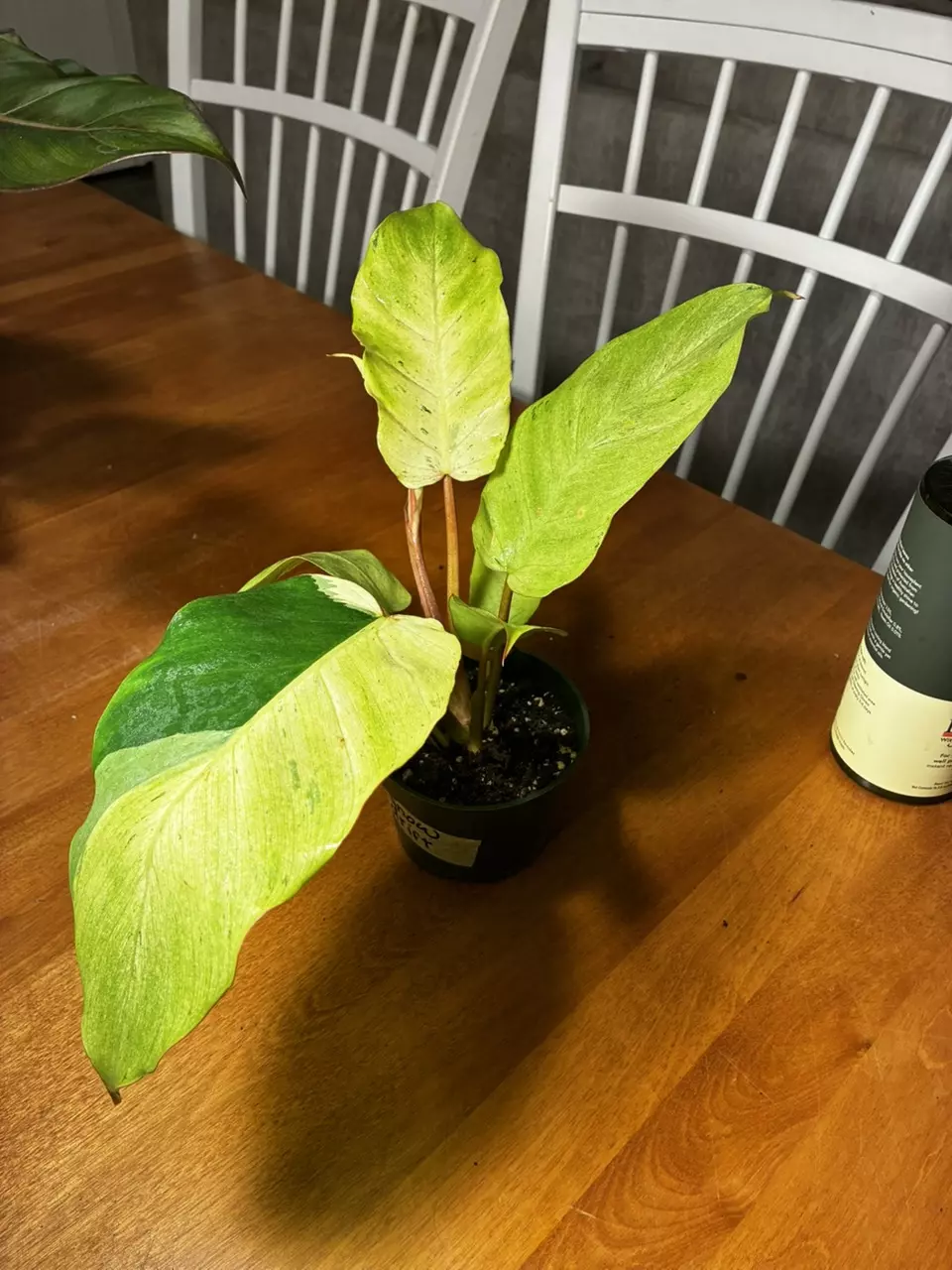 plant/Snowdrift with Sport-0