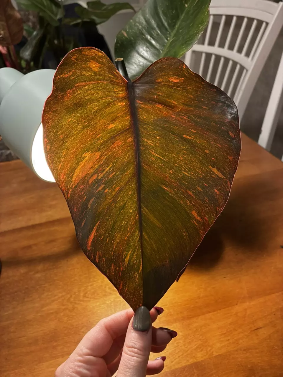 plant/Princess of Orange-1