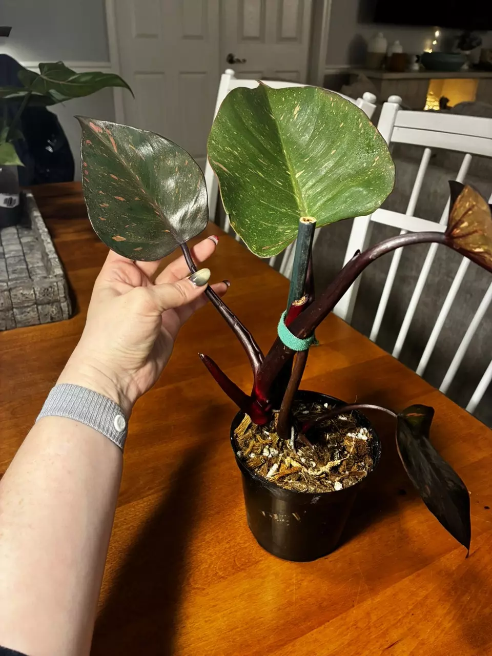 plant/Princess of Orange-6