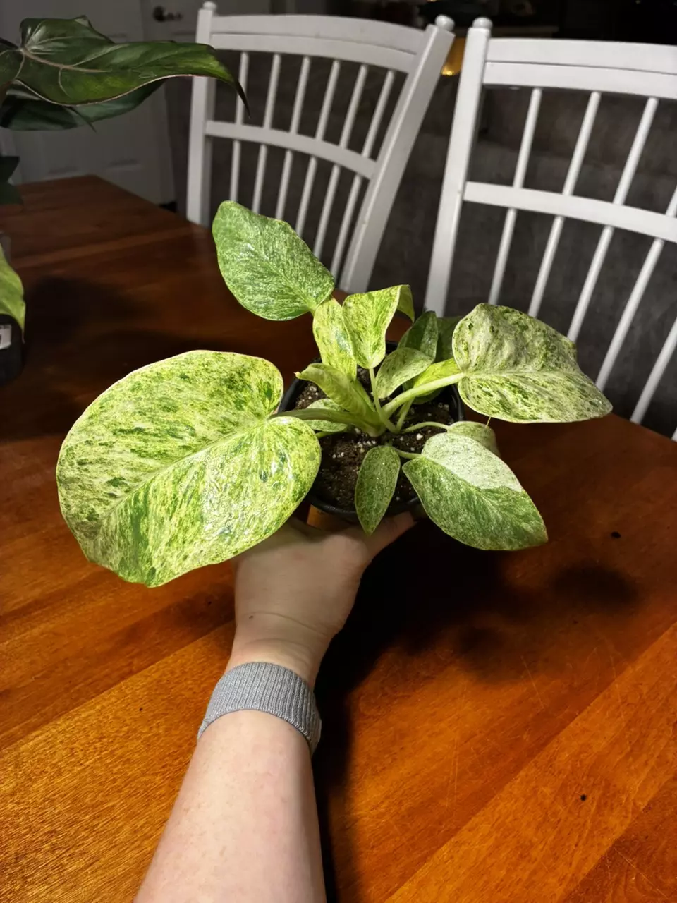 plant/Gigantum Blizzard-1