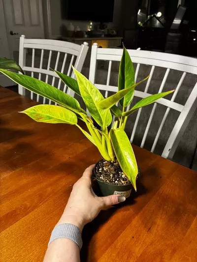 plant/Calkin’s Gold-2-thumbnail