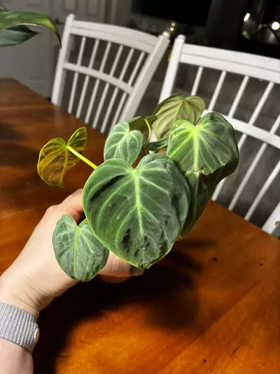 plant/El Choco-3-thumbnail