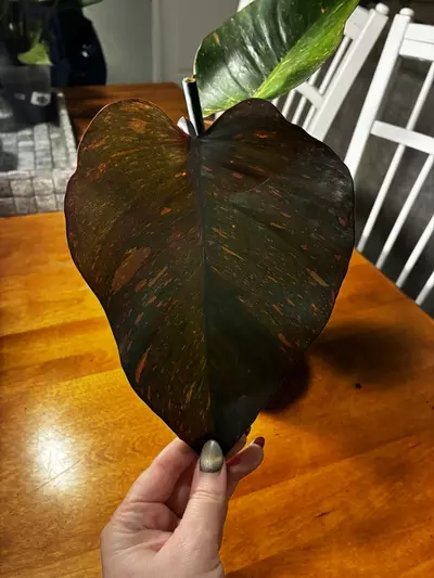 plant/Princess of Orange-3-thumbnail