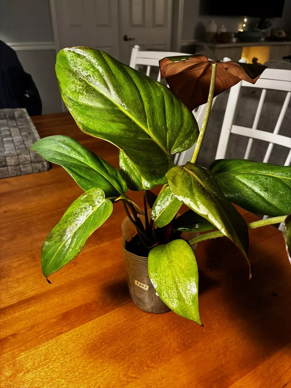 plant/Summer Glory-1