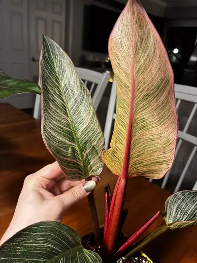 plant/Pink Birkin-3-thumbnail