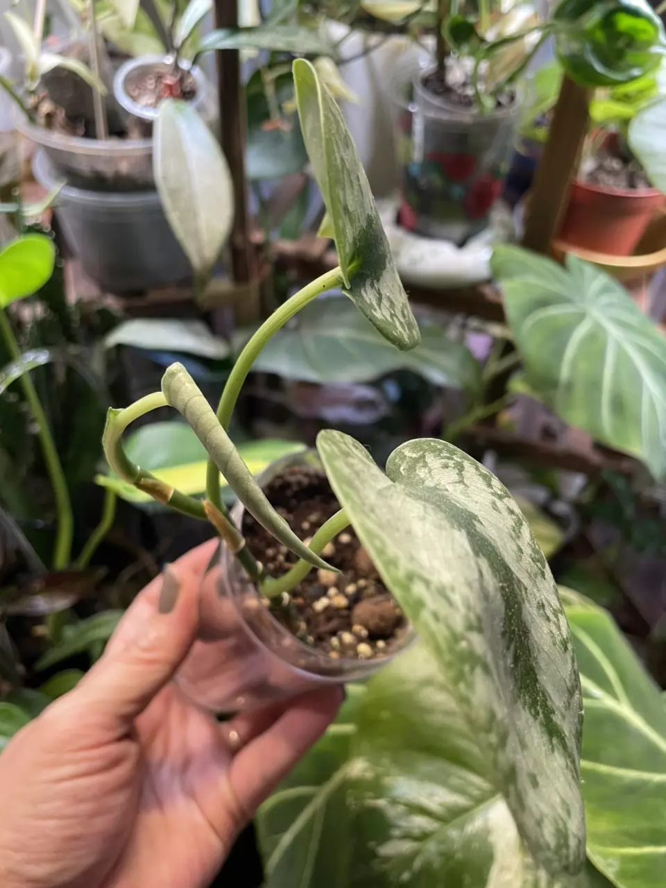 plant/Scindapsus (noid)?-2