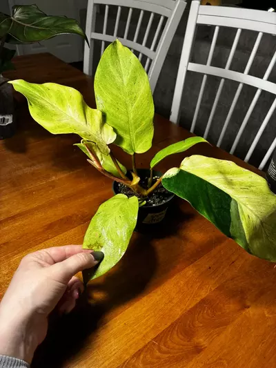 plant/Snowdrift with Sport-2-thumbnail