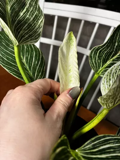 plant/Philodendron Birkan-2-thumbnail