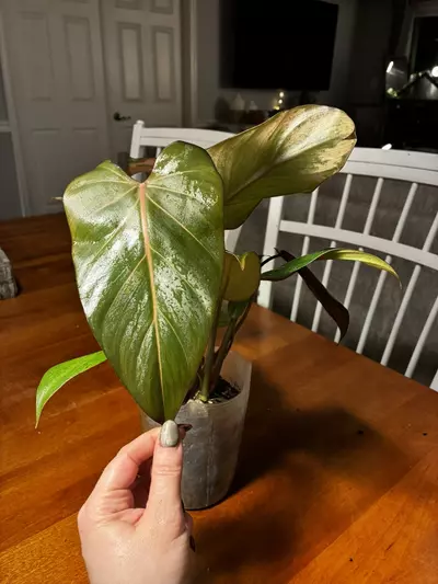 plant/Summer Glory-2-thumbnail