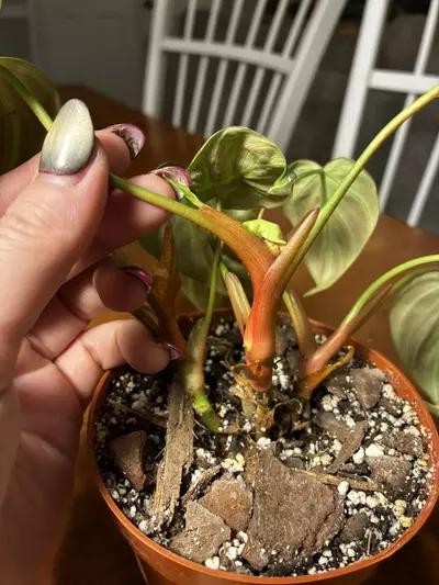 plant/El Choco-2-thumbnail