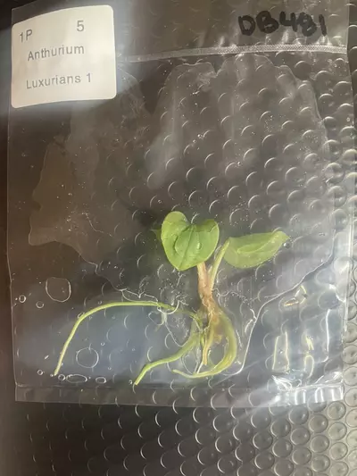 plant/Anthurium Luxurian tissue culture-1-thumbnail