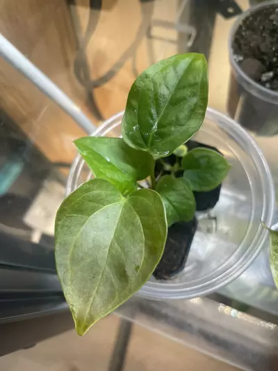 plant/Anthurium Queen of Hearts-0-thumbnail