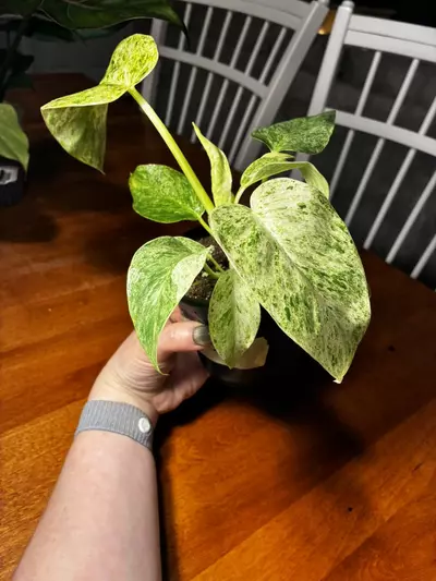 plant/Gigantum Blizzard-2-thumbnail