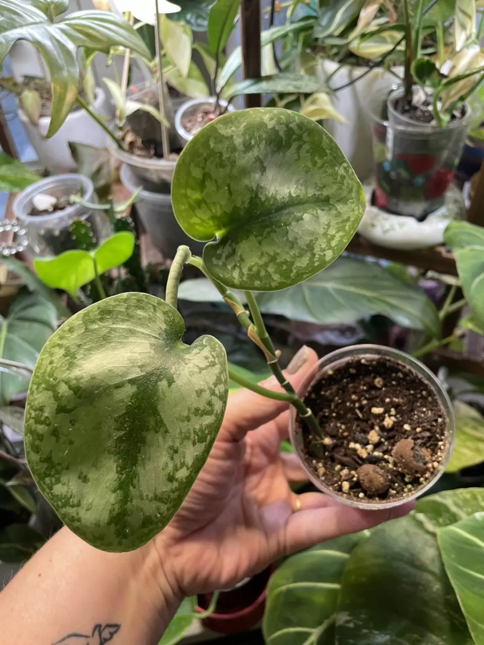 plant/Scindapsus (noid)?-1