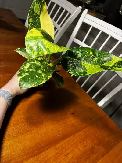 plant/Green Congo Nuclear-2-thumbnail