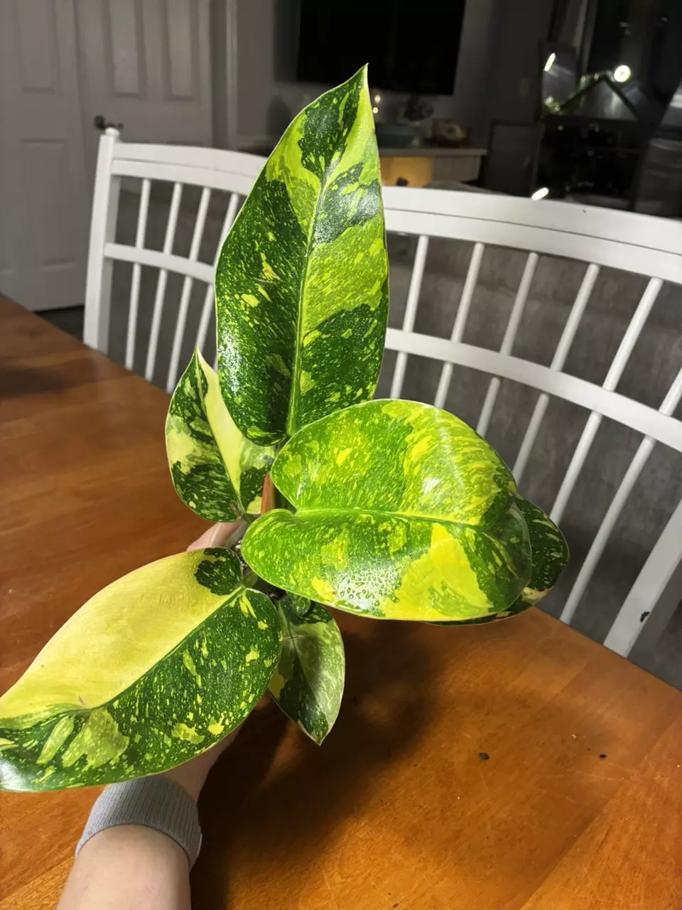 plant/Green Congo Nuclear-0