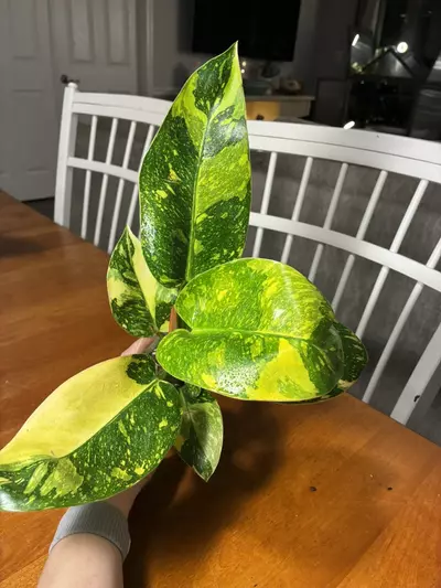 plant/Green Congo Nuclear-0-thumbnail