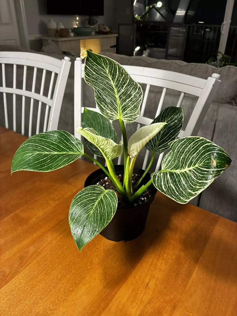 plant/Philodendron Birkan-0
