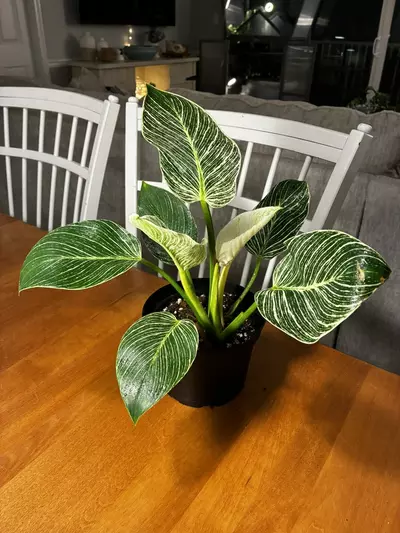 plant/Philodendron Birkan-0-thumbnail