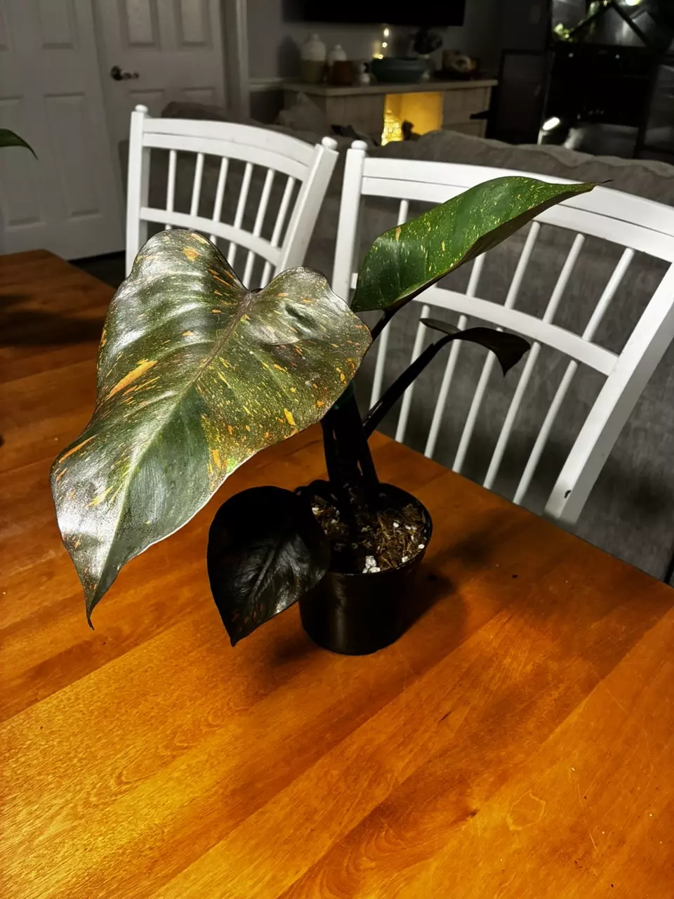 plant/Princess of Orange-0