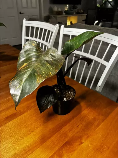 plant/Princess of Orange-0-thumbnail