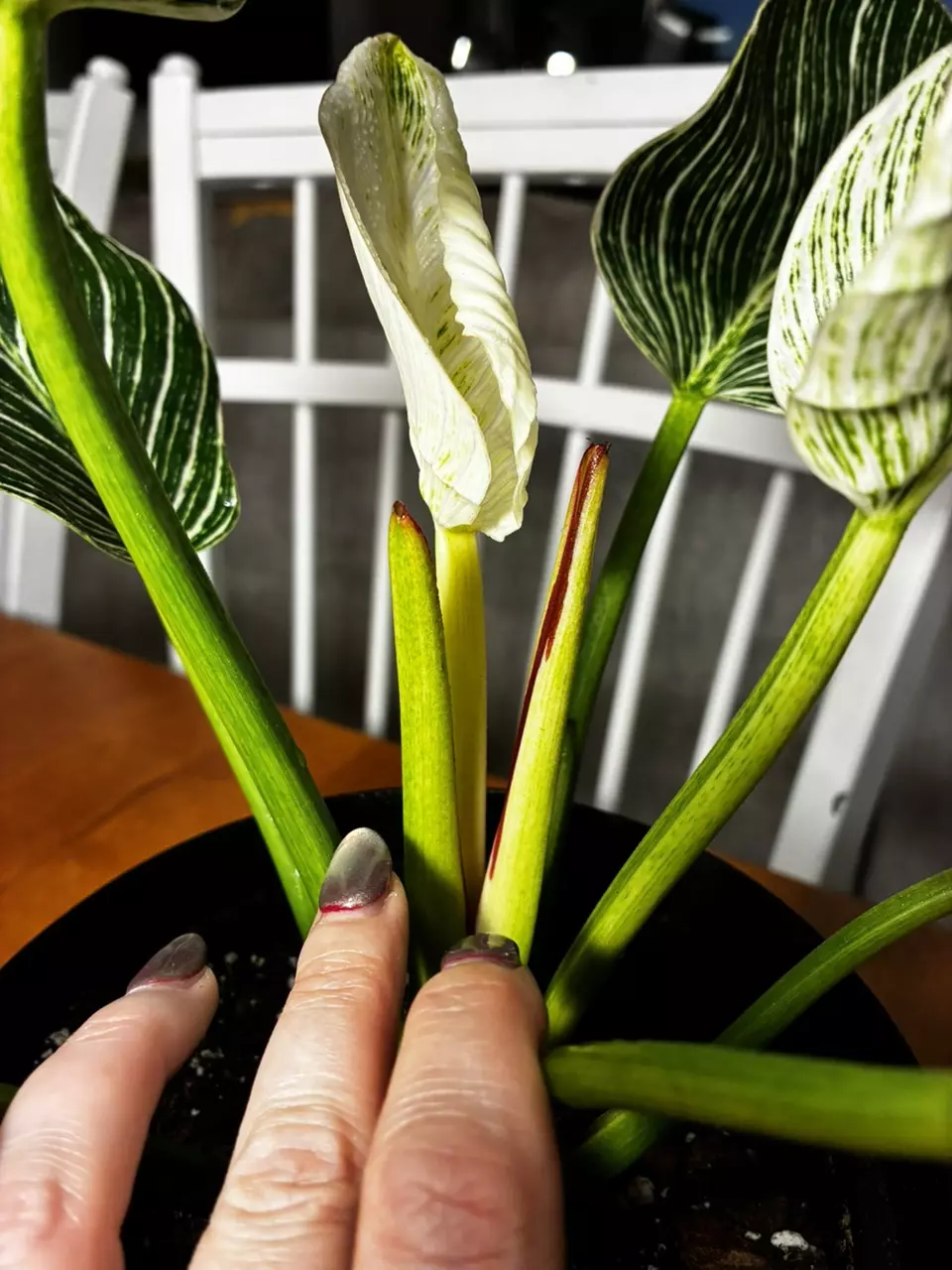 plant/Philodendron Birkan-1