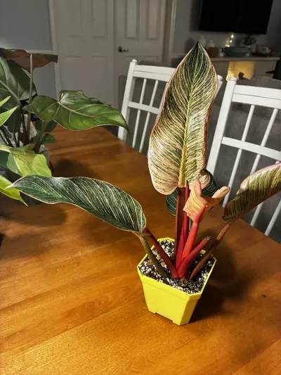 plant/Pink Birkin-0-thumbnail