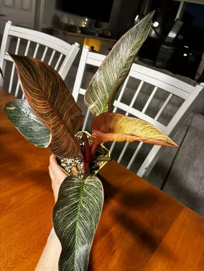 plant/Pink Birkin-6-thumbnail