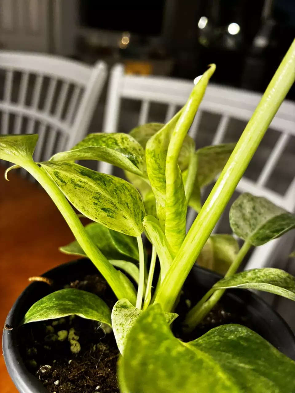 plant/Gigantum Blizzard-4