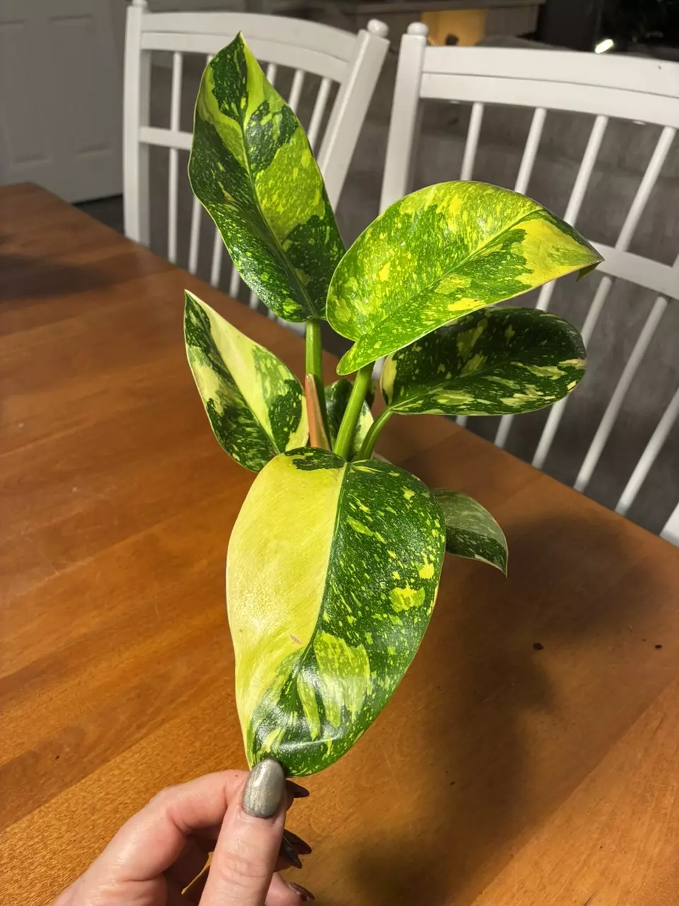 plant/Green Congo Nuclear-4