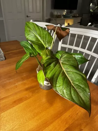 plant/Summer Glory-0-thumbnail