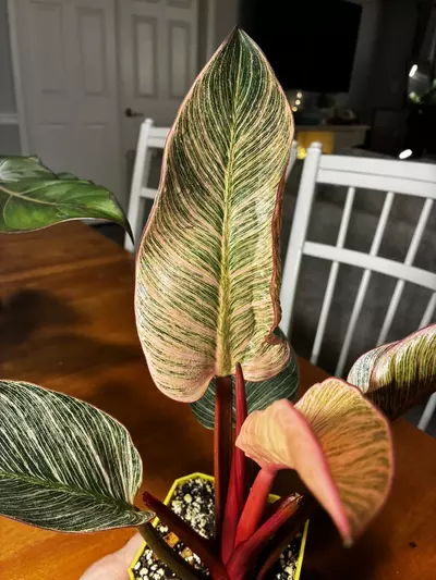 plant/Pink Birkin-1-thumbnail