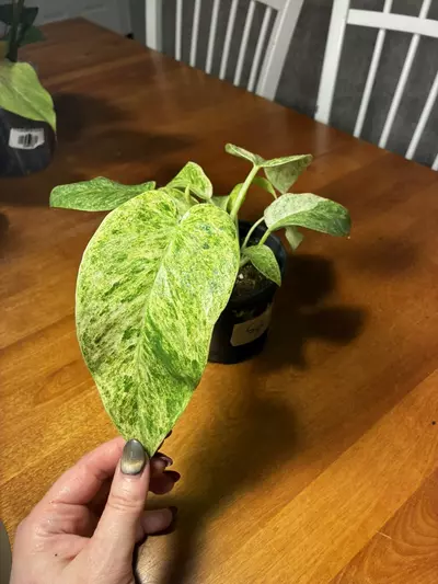 plant/Gigantum Blizzard-0-thumbnail