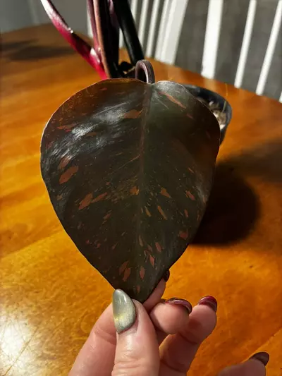 plant/Princess of Orange-2-thumbnail