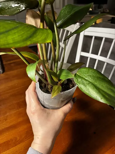 plant/Summer Glory-4-thumbnail