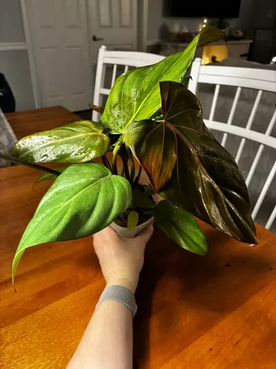 plant/Summer Glory-3-thumbnail