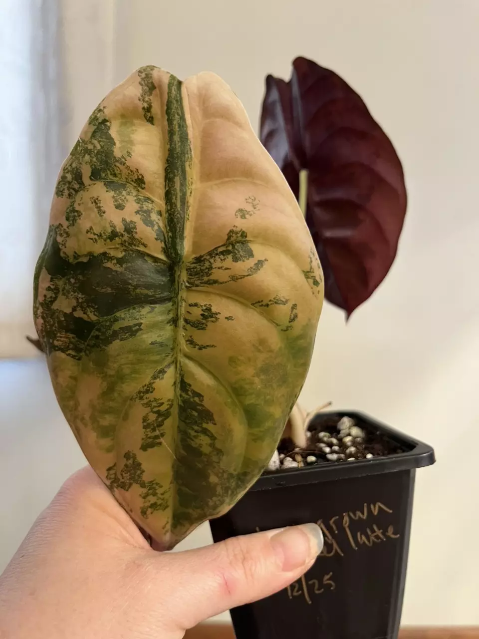 plant/Carmel Latte-0