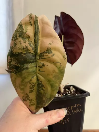 plant/Carmel Latte-0-thumbnail