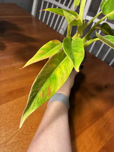 plant/Calkin’s Gold-0-thumbnail