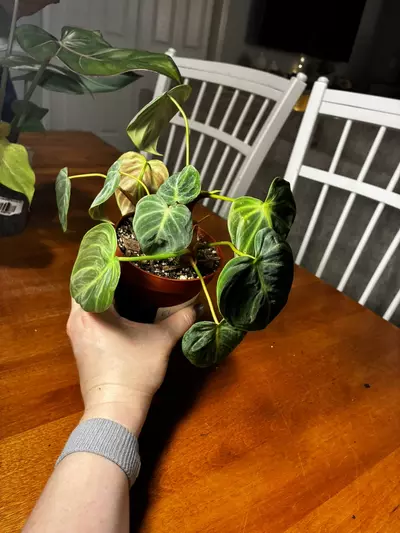 plant/El Choco-4-thumbnail