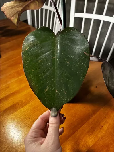 plant/Princess of Orange-5-thumbnail