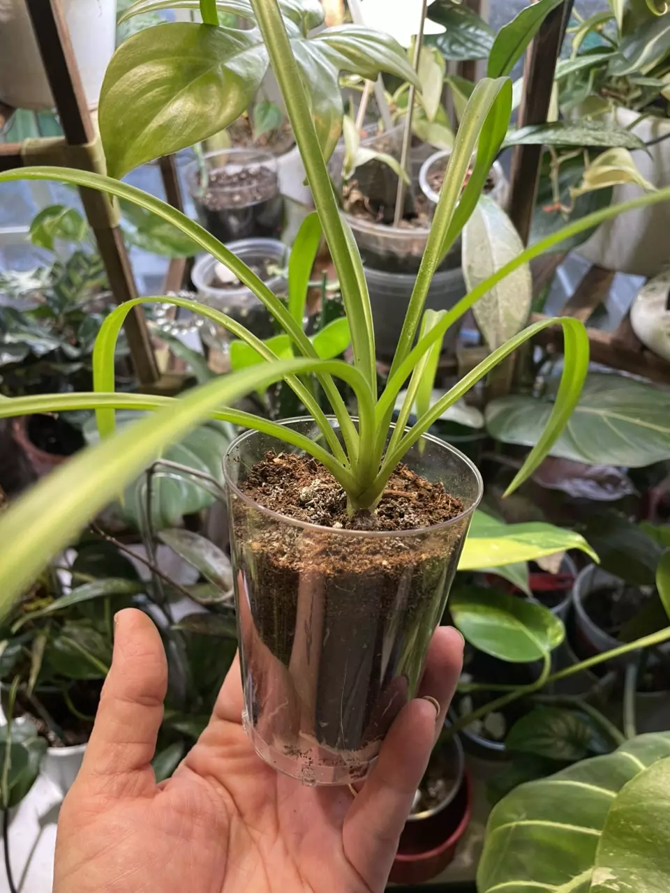 plant/Green Spider plant-0