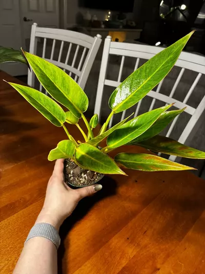 plant/Calkin’s Gold-3-thumbnail