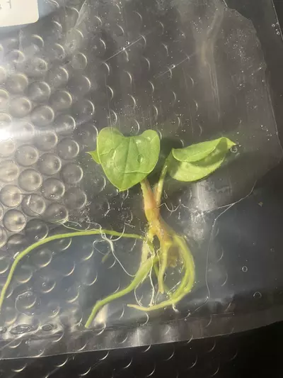 plant/Anthurium Luxurian tissue culture-0-thumbnail